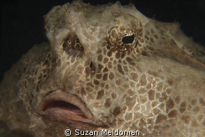 ... you talkin' to me? by Suzan Meldonian 